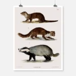 An Otter a Weasel and a Badger Poster
