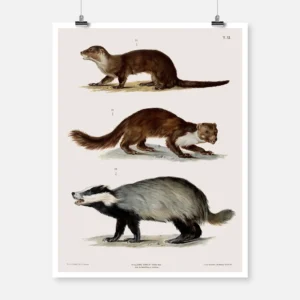 An Otter a Weasel and a Badger Poster