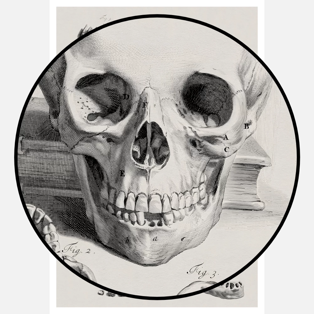 Anatomical Study of a Skull and Jaw Poster