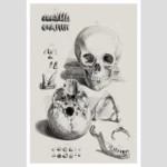 Anatomical Study of a Skull and Jaw Poster