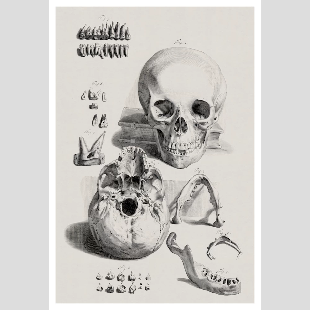 Anatomical Study of a Skull and Jaw Poster