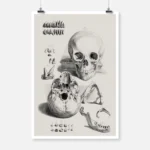 Anatomical Study of a Skull and Jaw Poster
