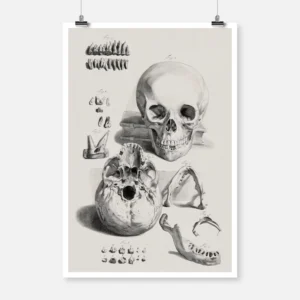 Anatomical Study of a Skull and Jaw Poster