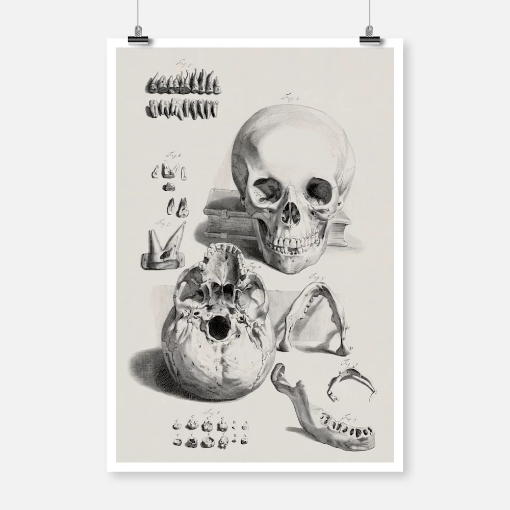 Anatomical Study of a Skull and Jaw Poster