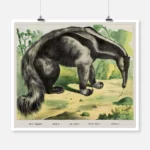 Anteater Poster