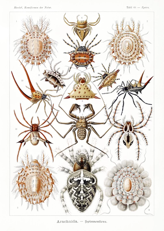 Arachnid Arachnida Poster