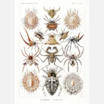 Arachnid Arachnida Poster