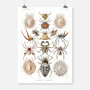 Arachnid Arachnida Poster