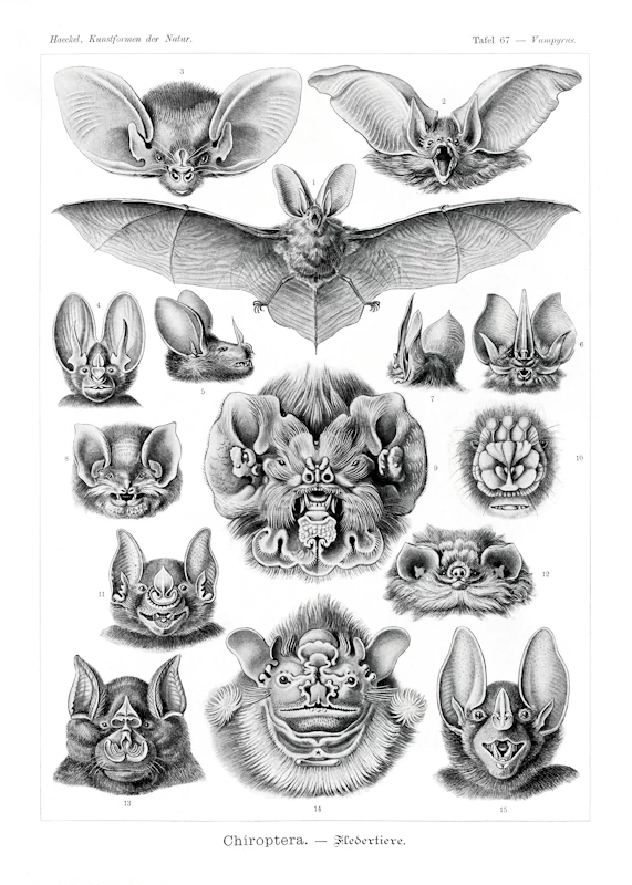 Bat Chiroptera Poster