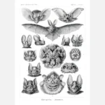 Bat Chiroptera Poster