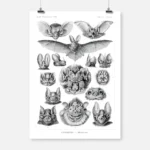 Bat Chiroptera Poster