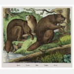 Beaver Poster