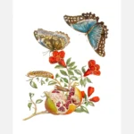 Blue Butterflies and Pomegranate Poster