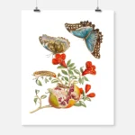 Blue Butterflies and Pomegranate Poster