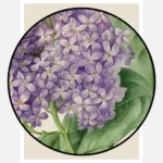 Branch with Purple Lilacs Poster