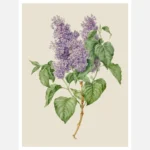 Branch with Purple Lilacs Poster