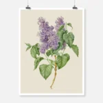 Branch with Purple Lilacs Poster