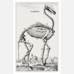 Camel Skeleton Poster