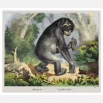 Chimpanzee Poster