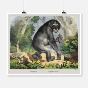 Chimpanzee Poster