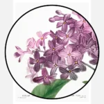 Chinese Lilac Poster