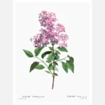 Chinese Lilac Poster