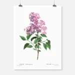 Chinese Lilac Poster