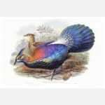 Chinese Monal Pheasant Poster