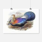 Chinese Monal Pheasant Poster