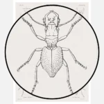 Coleoptera Beetles Poster