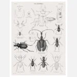 Coleoptera Beetles Poster