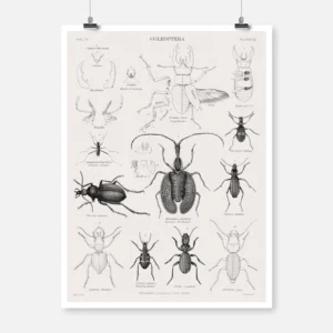 Coleoptera Beetles Poster