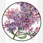 Common Lilac Poster