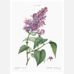 Common Lilac Poster