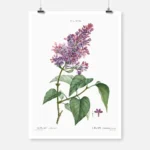 Common Lilac Poster