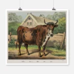 Cow Poster