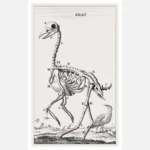 Crow Skeleton Poster