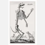 Dog Skeleton Poster