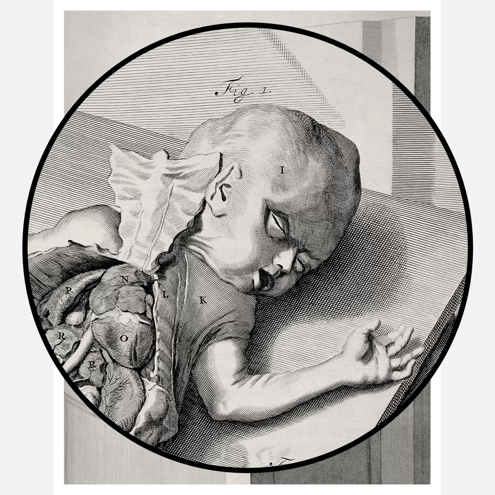 Engraving of Baby and Internal Organs Poster