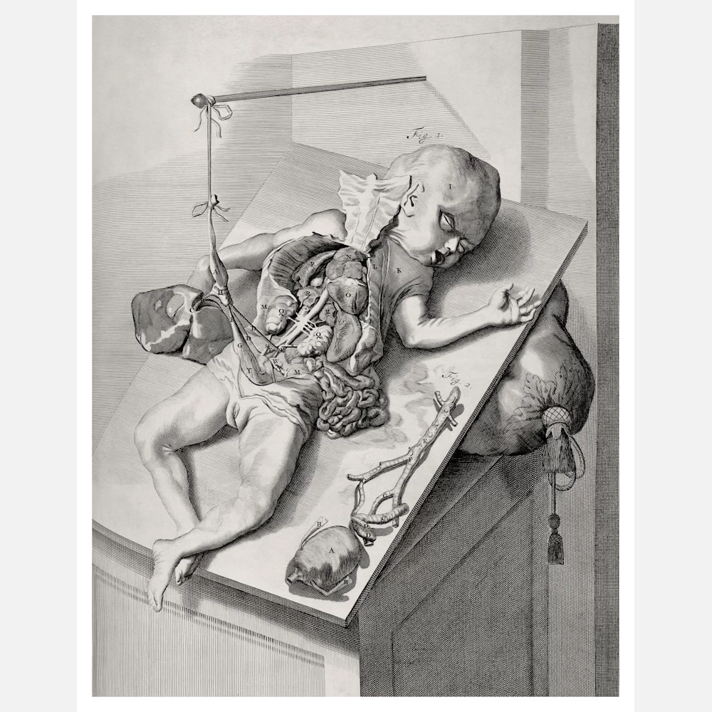 Engraving of Baby and Internal Organs Poster