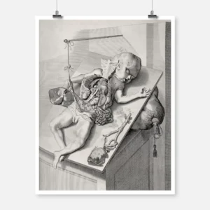 Engraving of Baby and Internal Organs Poster