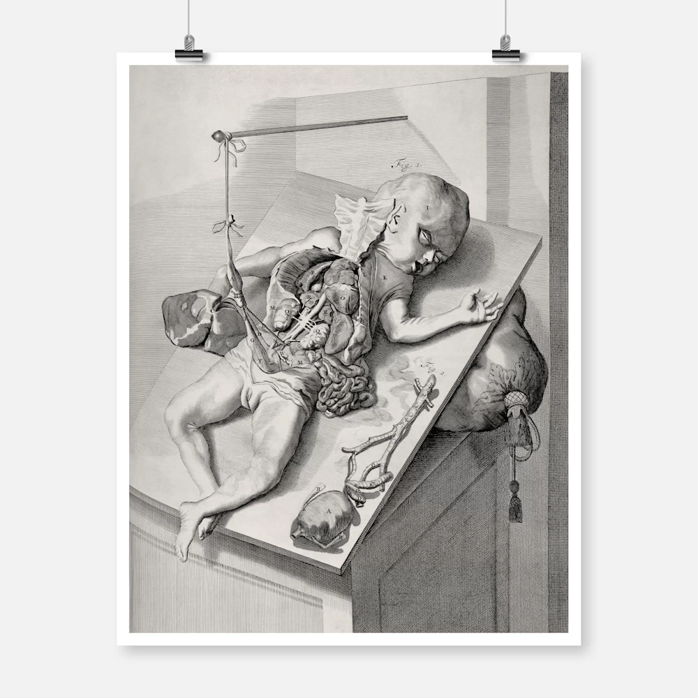 Engraving of Baby and Internal Organs Poster