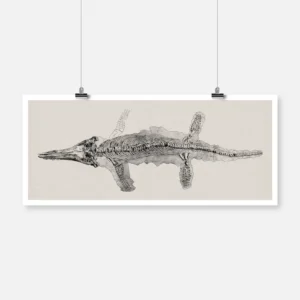 Fossilized Skeleton of a Saurian Ichtyosaurus Chiroligostinus Poster