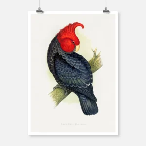 Gang Gang Cockatoo Parrot Poster