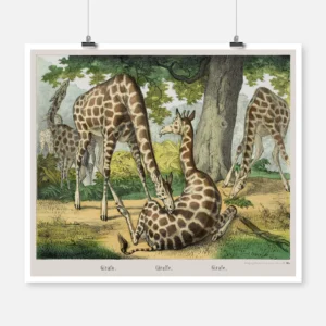 Giraffe Poster