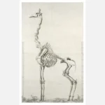 Giraffe Skeleton Poster