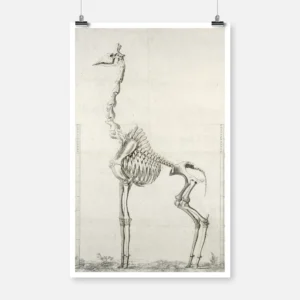 Giraffe Skeleton Poster