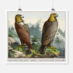 Golden Eagle Poster