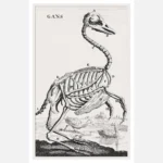 Goose Skeleton Poster