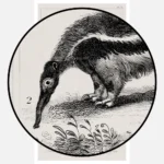 Great Ternat Bat, Giant Anteater, Pangolin and Armadillo Poster